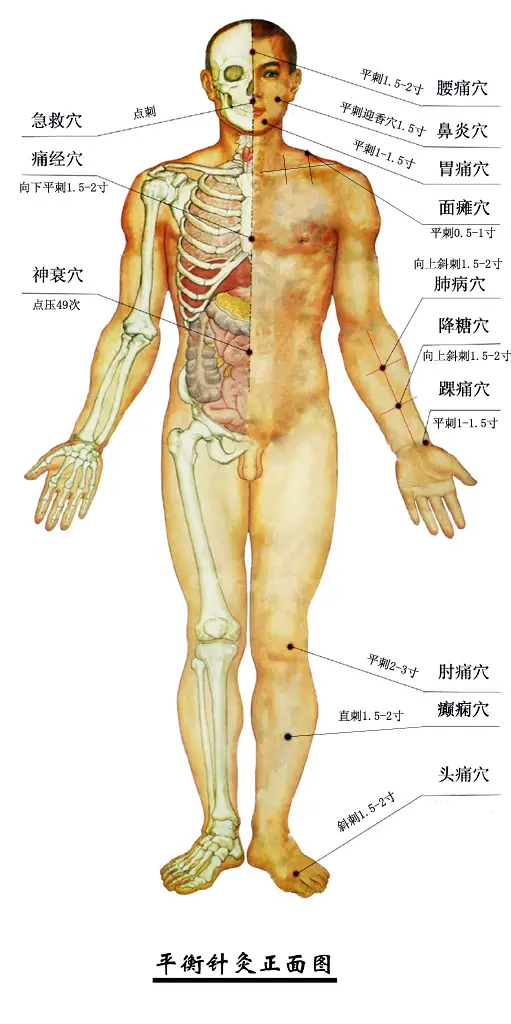 平衡针灸头面部穴位图前