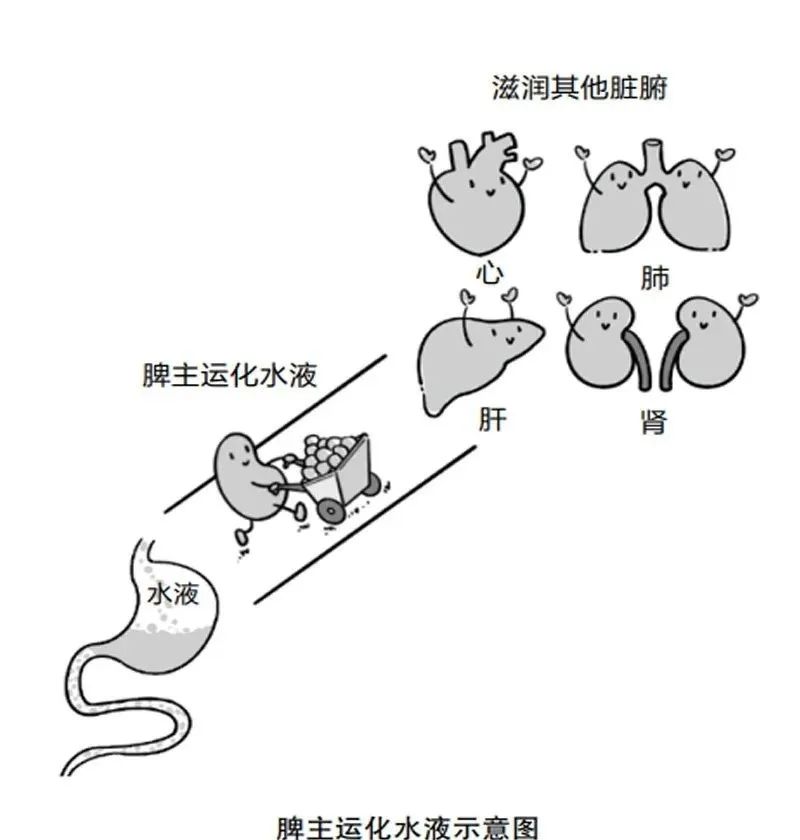 只有5味中药,从根上断绝湿气,还能治气虚和脾虚! 只有5味中药,从根上断绝湿气,还能治气虚和脾虚!