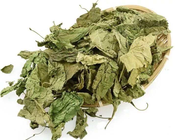 桑叶 桑叶